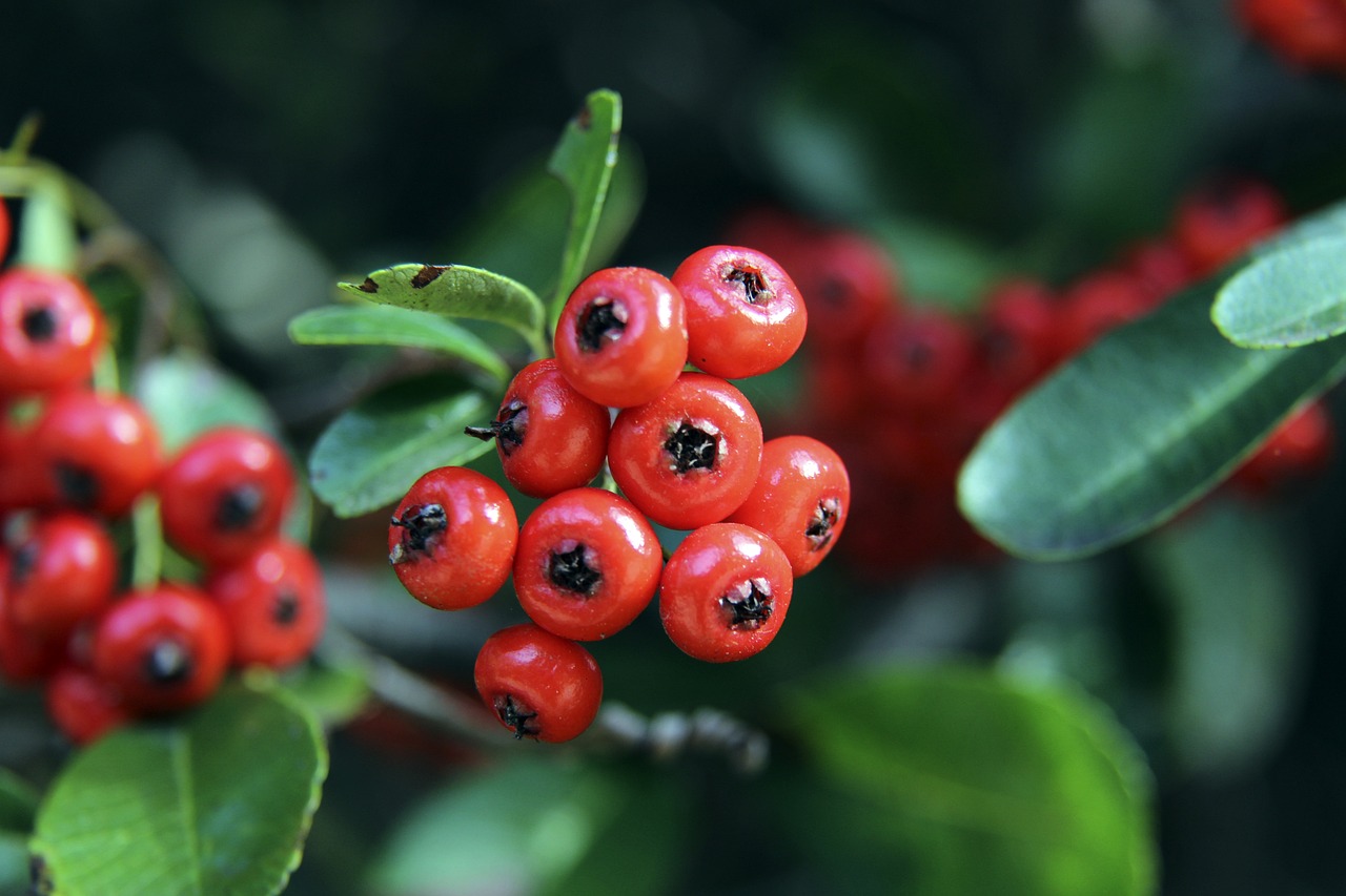 莱特德尔体 莱特德尔体