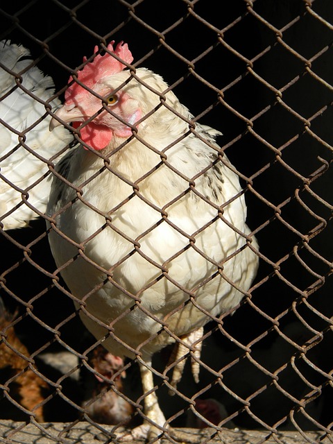 这使得他成 这使得他成